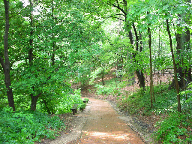 Wooded Trail
